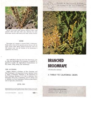 Branched Broomrape