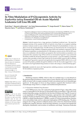 In Vitro Modulation of P-Glycoprotein Activity by Euphorbia Intisy Essential Oil on Acute Myeloid Leukemia Cell Line HL-60R