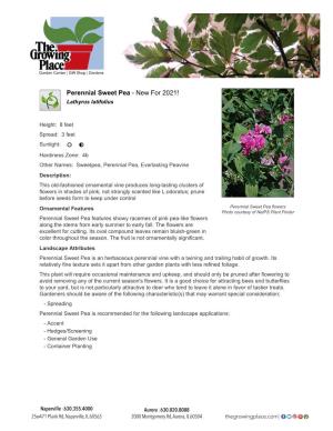 Perennial Sweet Pea - New for 2021! Lathyrus Latifolius
