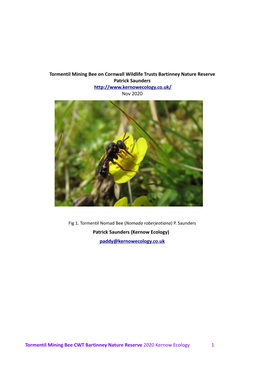 Tormentil Mining Bee on Cornwall Wildlife Trusts Bartinney Nature Reserve Patrick Saunders Nov 2020