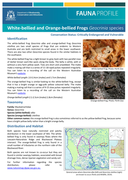 White-Bellied and Orange-Bellied Frogs Geocrinia Species