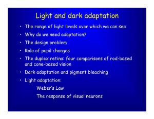 Light and Dark Adaptation