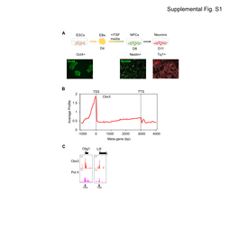 Supplemental Fig. S1