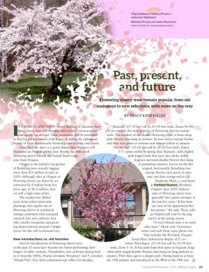 Flowering Cherry Trees Remain Popular, from Old Mainstays to New Selections, with More on the Way