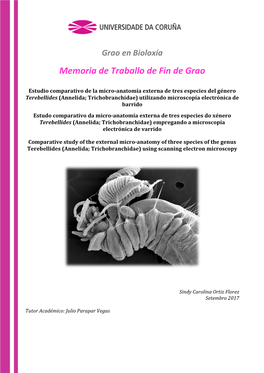"Terebellides" (Annelida; Trichobranchi
