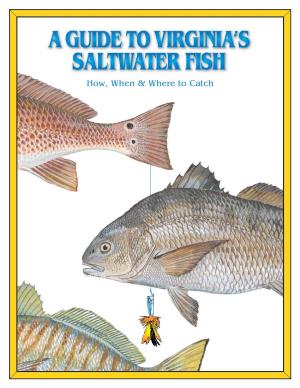 How, When and Where to Catch Virginia's Saltwater Fish