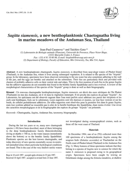Sagitta Siamensis, a New Benthoplanktonic Chaetognatha Living in Marine Meadows of the Andaman Sea, Thailand