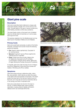 Giant Pine Scale Description Giant Pine Scale (Marchalina Hellenica) Is a Large Scale Insect That Reaches a Length of 8–19 Mm and 3–5 Mm Wide
