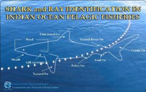Sharks and Rays That Interact with Tuna Fisheries in the Indian Ocean
