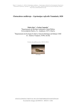 Chotacabras Cuellirrojo – Caprimulgus Ruficollis