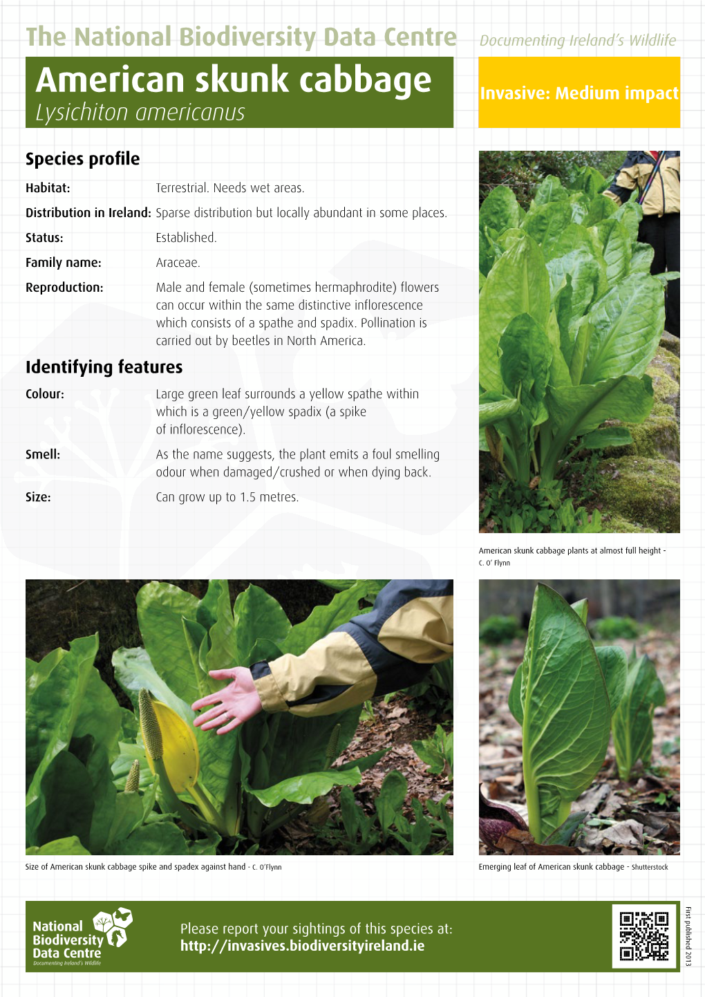 American Skunk Cabbage - American Skunk of Leaf Emerging American Skunk Cabbage Plants at Almost Full Almost - Height at Cabbage Plants American Skunk C