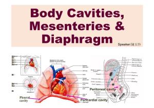 Body Cavities, Mesenteries & Diaphragm