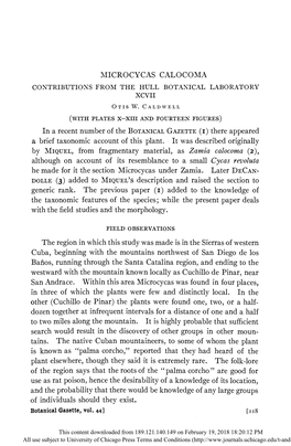 Microcycas Calocoma Contributions from the Hull Botanical Laboratory Xcvii