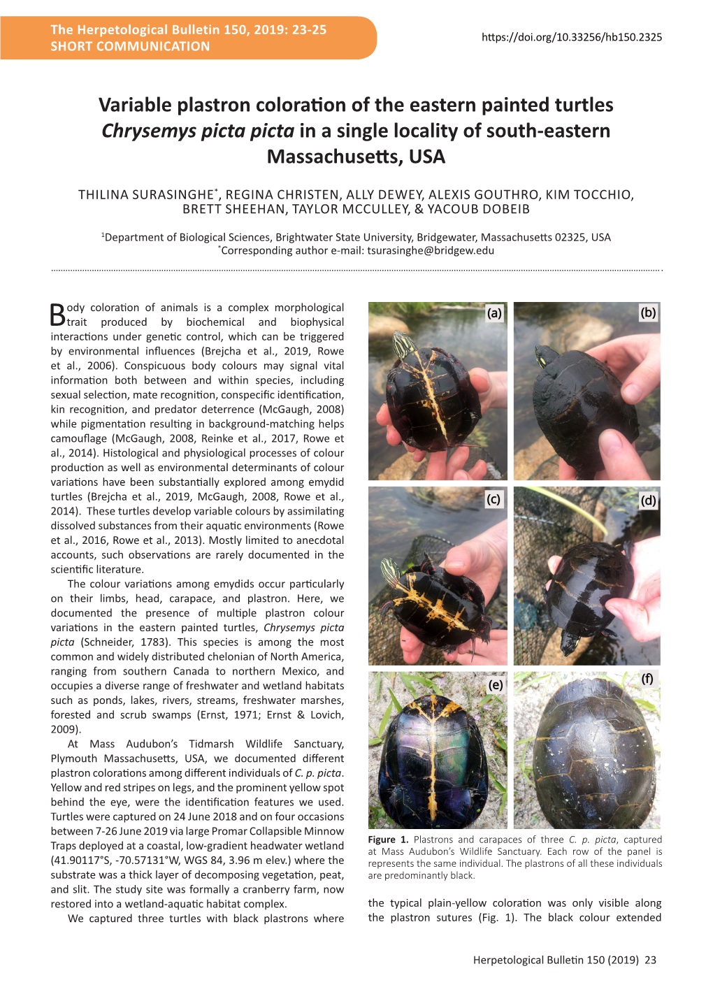 Variable Plastron Coloration of the Eastern Painted Turtles Chrysemys ...