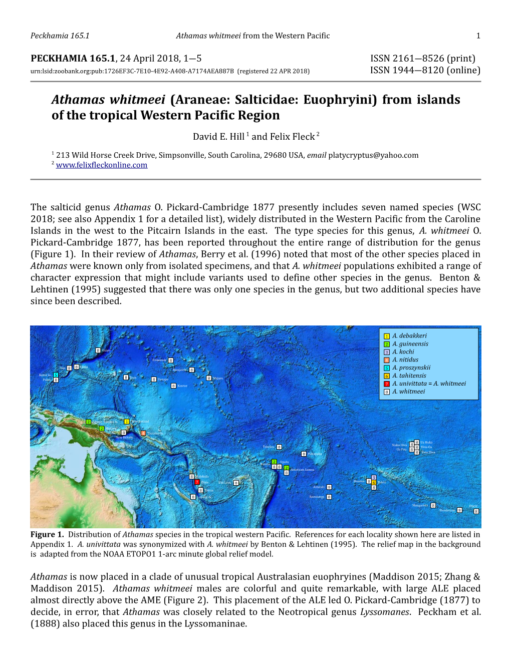 Athamas Whitmeei from the Western Pacific 1