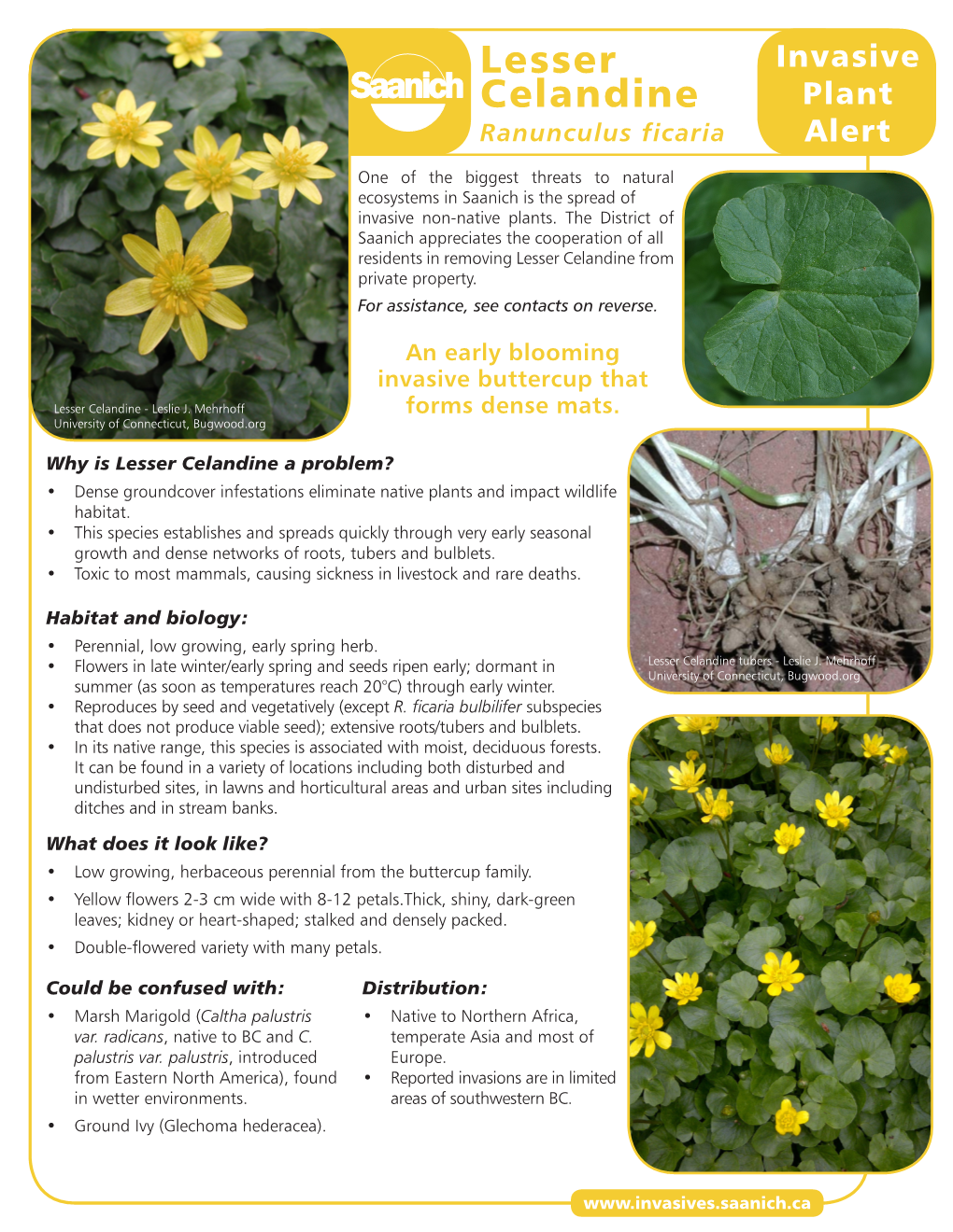 Lesser Celandine from Private Property