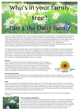 Part 3. the Daisy Family