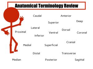 Anatomical Terminology Review