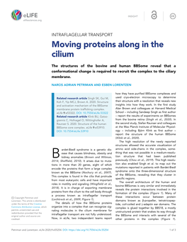 Moving Proteins Along in the Cilium
