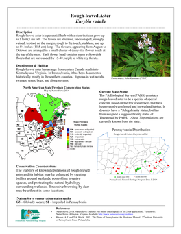 Rough-Leaved Aster Eurybia Radula ……………………………………………………………………………………………………………
