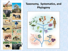 Taxonomy, Systematics, and Phylogeny