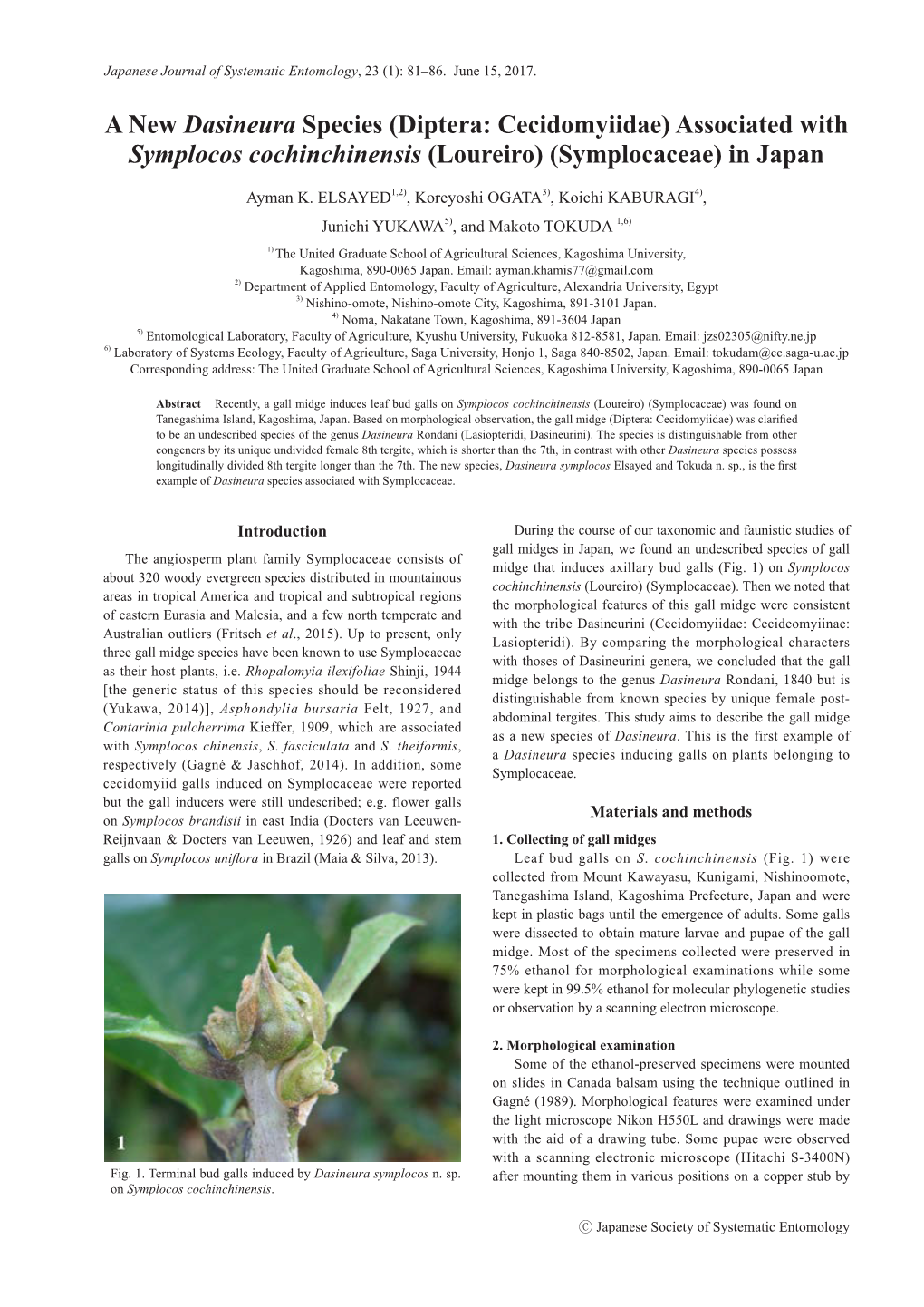 A New Dasineura Species (Diptera: Cecidomyiidae) Associated with Symplocos Cochinchinensis (Loureiro) (Symplocaceae) in Japan