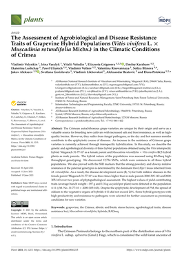 The Assessment of Agrobiological and Disease Resistance Traits of Grapevine Hybrid Populations (Vitis Vinifera L