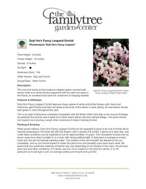 The Family Tree Garden Center Duki Ho's Fancy Leopard Orchid