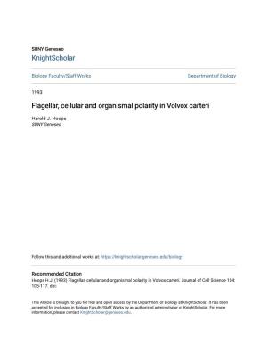 Flagellar, Cellular and Organismal Polarity in Volvox Carteri