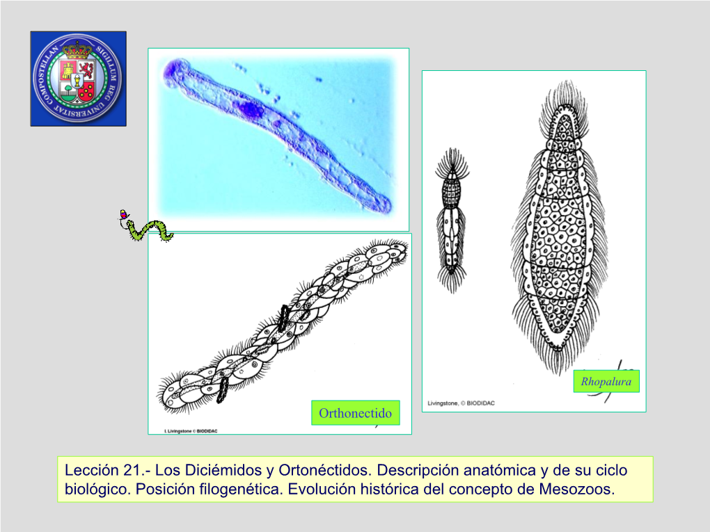 Diapositiva 1