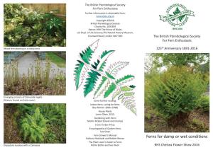 Ferns for Damp Or Wet Conditions