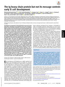 The Ig Heavy Chain Protein but Not Its Message Controls Early B Cell Development