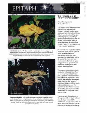 Cantharellus Cibarius. the Chanterelle Is a Member of a Very