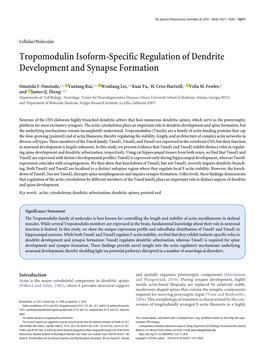 Tropomodulin Isoform-Specific Regulation of Dendrite Development and Synapse Formation