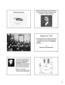 Enter the Fruit Fly Morgan Et Al. 1915