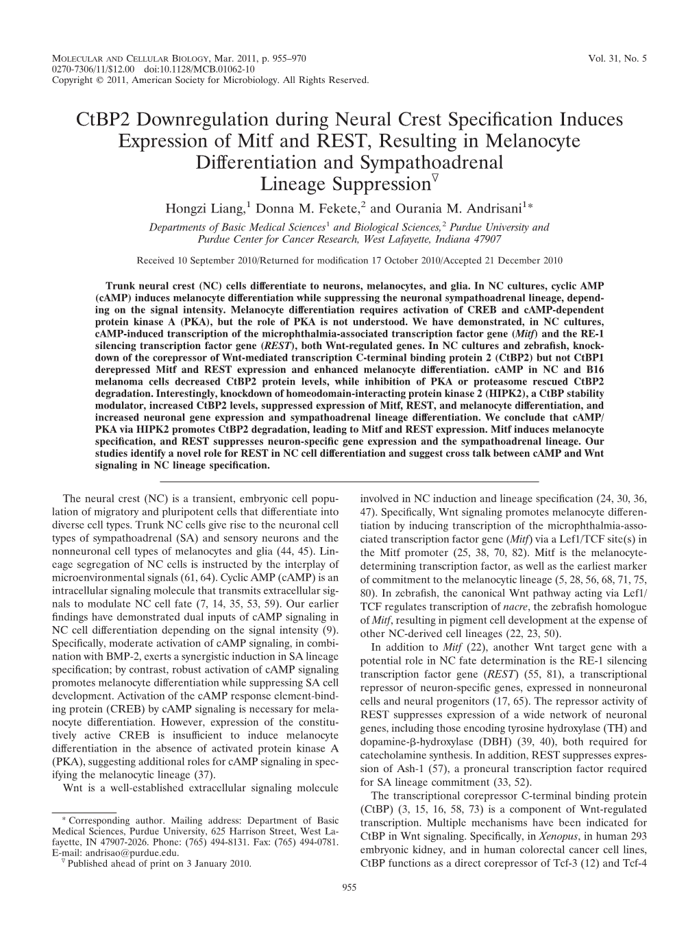 Ctbp2 Downregulation During Neural Crest Specification Induces Expression of Mitf and REST, Resulting in Melanocyte Differentiat