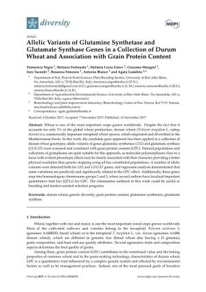Allelic Variants of Glutamine Synthetase and Glutamate Synthase Genes in a Collection of Durum Wheat and Association with Grain Protein Content