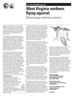 West Virginia Northern Flying Squirrel Glaucomys Sabrinus Fuscus