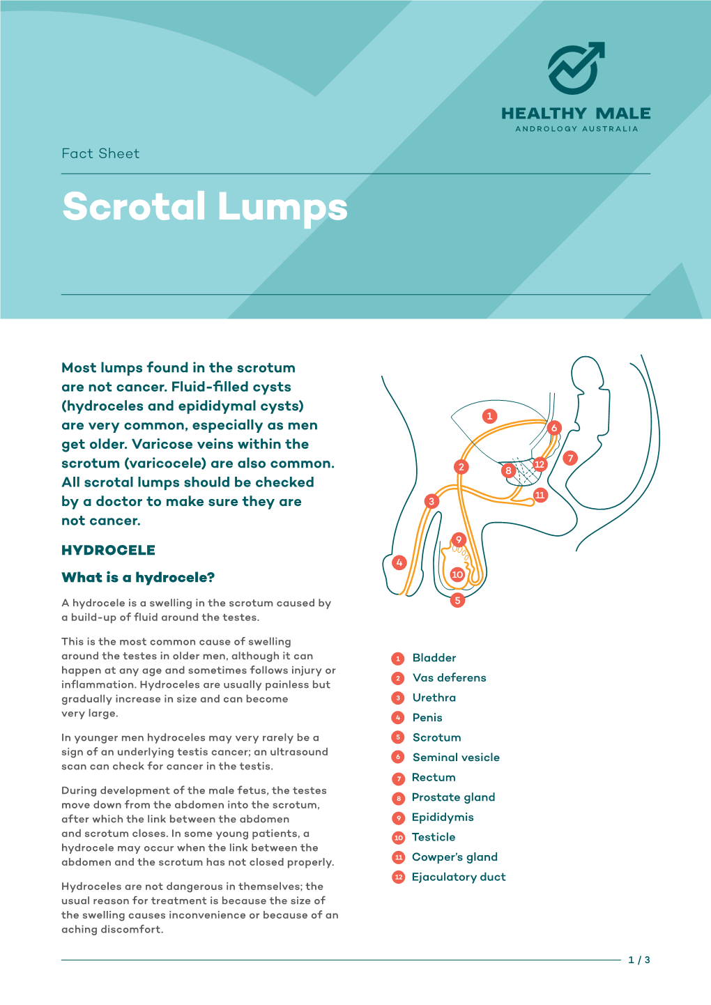 Scrotal Lumps