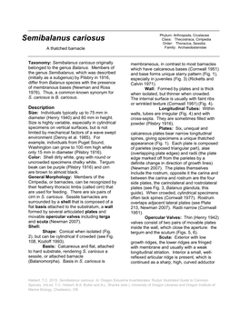 Semibalanus Cariosus Class: Thecostraca, Cirripedia Order: Thoracica, Sessilia a Thatched Barnacle Family: Archaeobalanidae