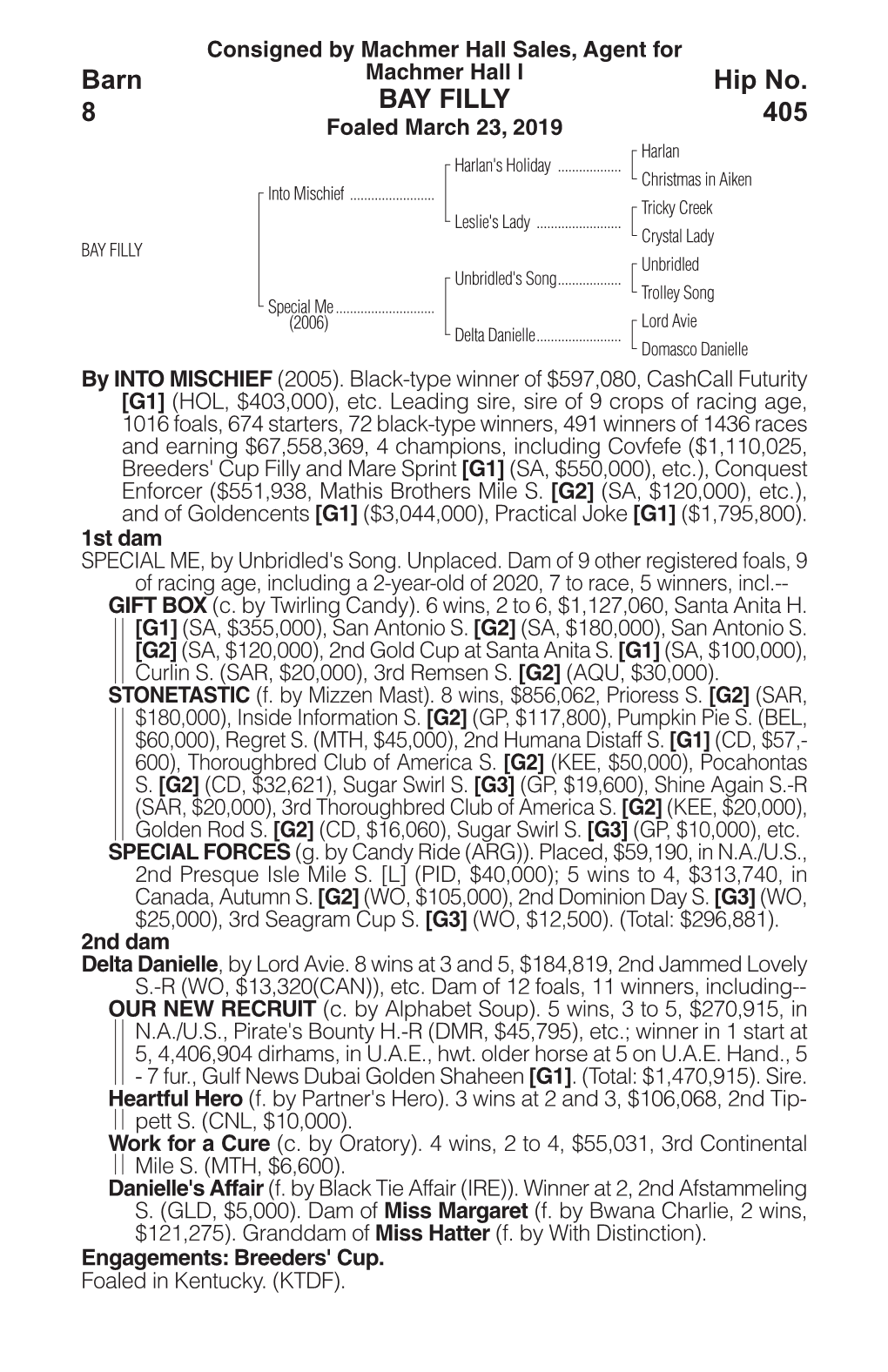 BAY FILLY Barn 8 Hip No