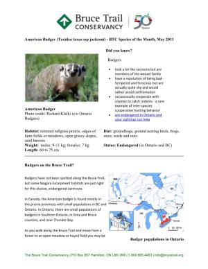 American Badger (Taxidea Taxus Ssp Jacksoni) - BTC Species of the Month, May 2011