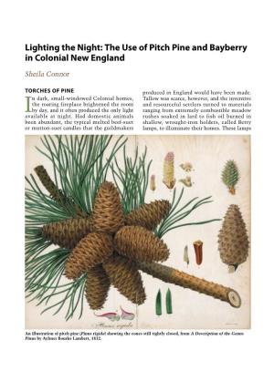 The Use of Pitch Pine and Bayberry in Colonial New England