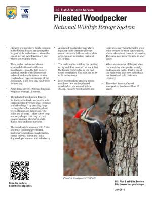 Pileated Woodpecker National Wildlife Refuge System