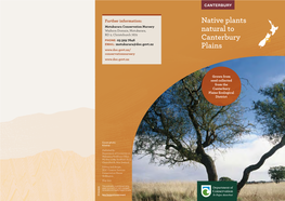 Native Plants Natural to the Canterbury Plains