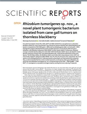 Rhizobium Tumorigenes Sp. Nov., a Novel Plant Tumorigenic Bacterium