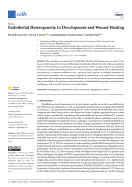 Endothelial Heterogeneity in Development and Wound Healing