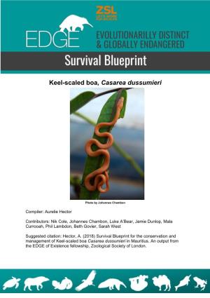 Keel-Scaled Boa, Casarea Dussumieri