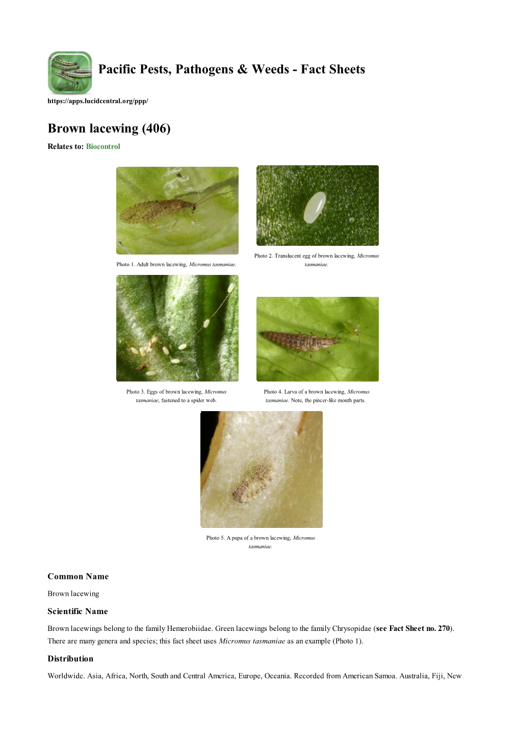 Brown Lacewing (406) Relates To: Biocontrol