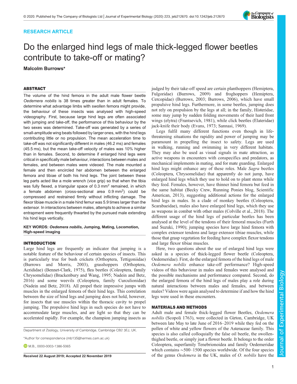 Do the Enlarged Hind Legs of Male Thick-Legged Flower Beetles Contribute to Take-Off Or Mating? Malcolm Burrows*